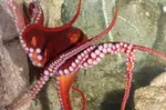 Shark Reef Aquarium and Undersea Explorer VR Experience - Mandalay Bay