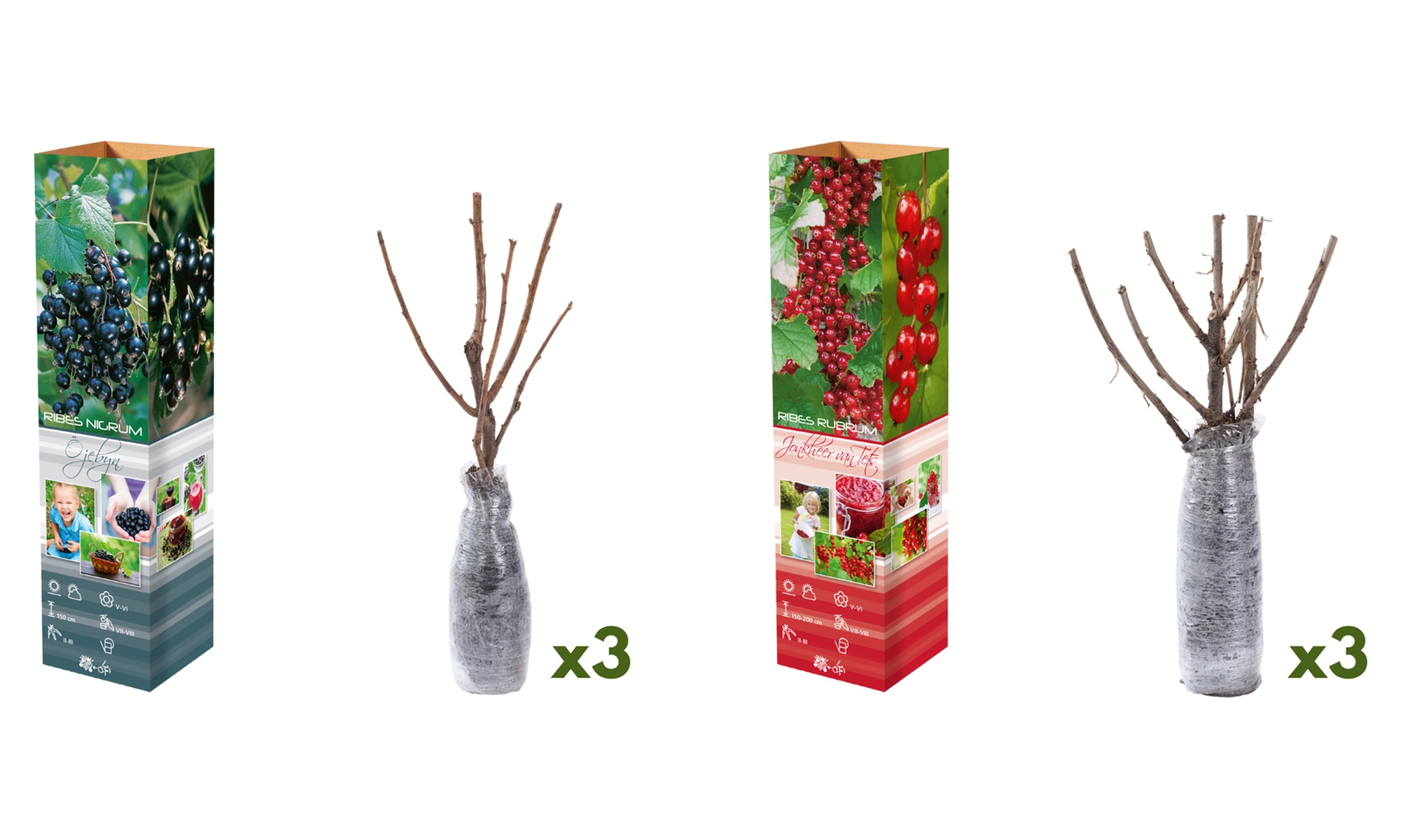 3 piante di ribes rosso o nero