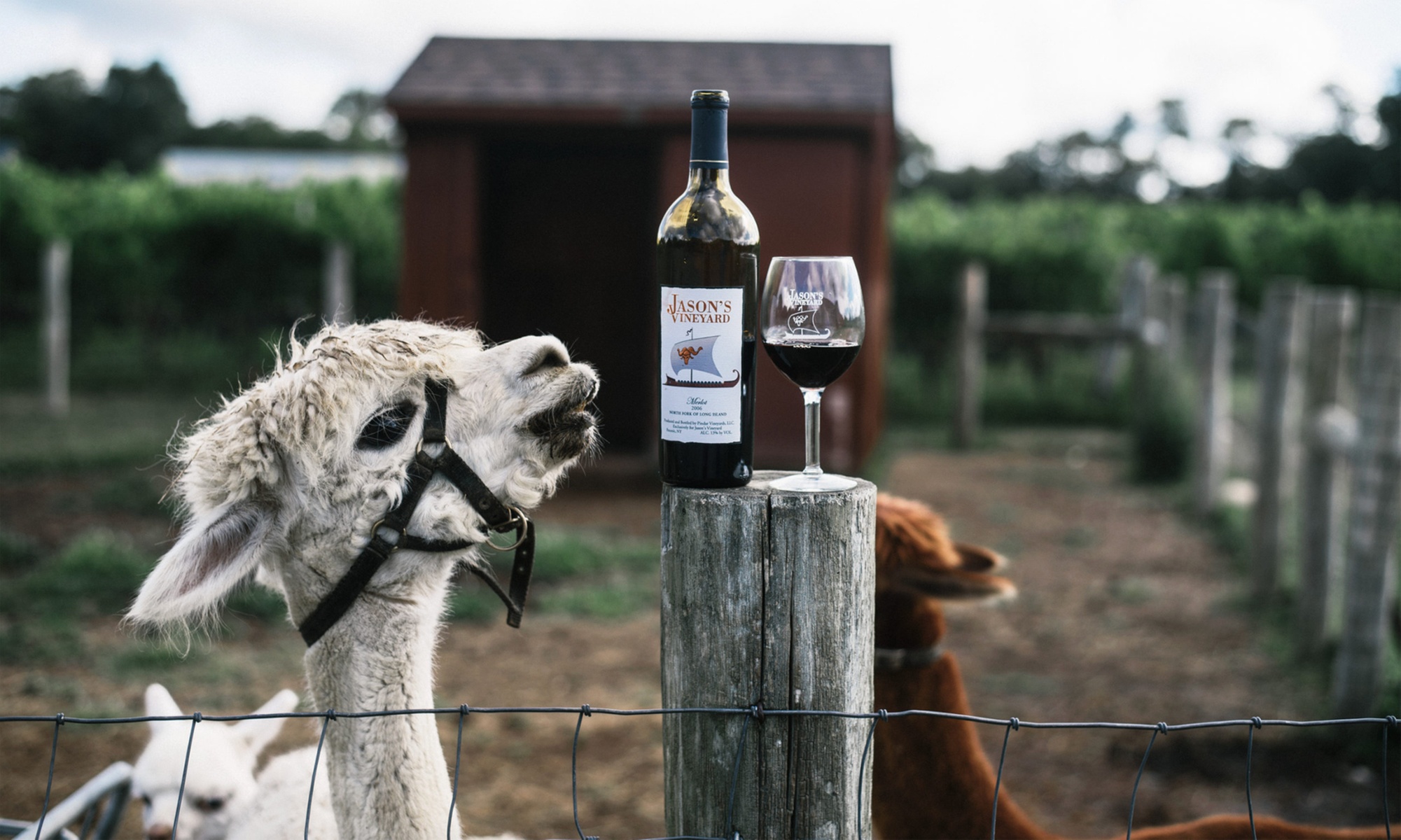 VIP Wine Tasting Experience w/ Cheese & Crackers, 2 or 4 Glass & More