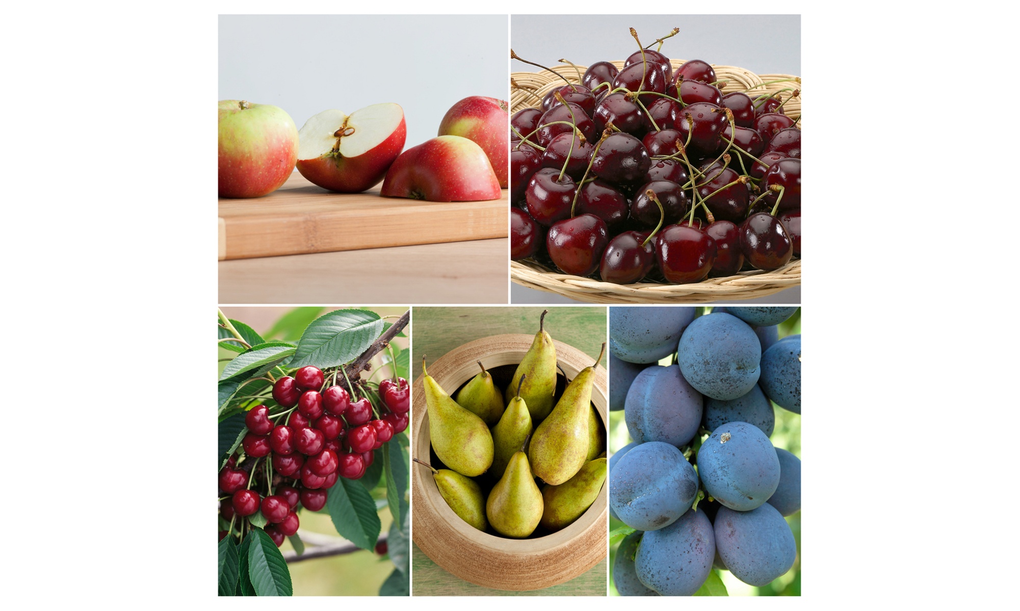 Set van 5 fruitbomen