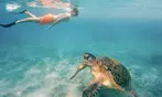 Honolulu Snorkeling Tour Deals - 3 Hour Turtle Adventure with Gear Included!