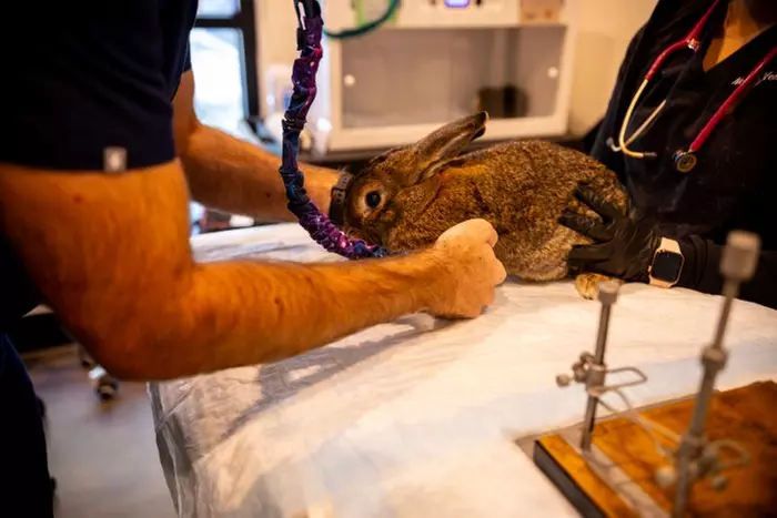 Up to 55% Off on Vet at Green Dog Dental and Veterinary Center