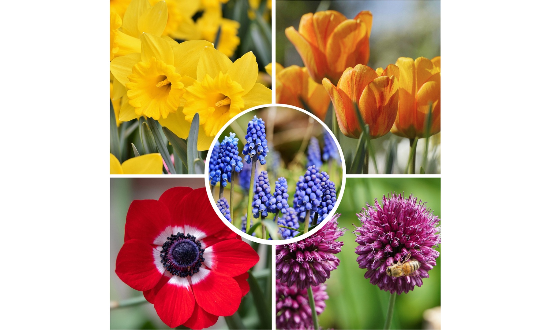 125 oder 250 Blumenzwiebeln