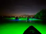 Sharkey's Glass Bottom Kayak Night Tour with Fish Feeding