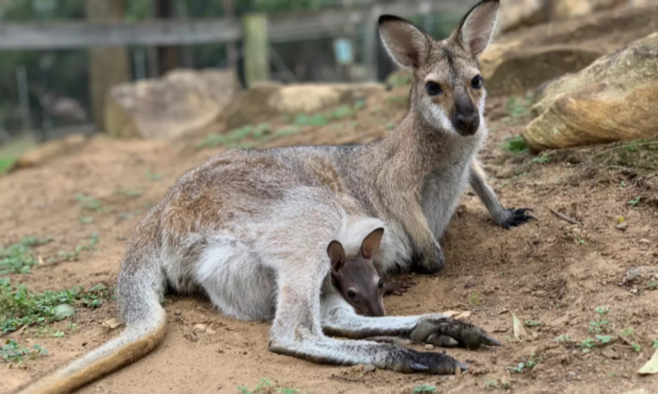Full-Day Farm Fun: Child, Adult and Family of 5 Entry Options