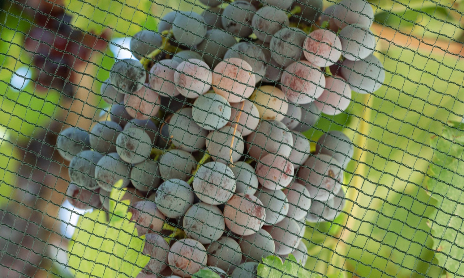 Doppelt-gewebtes Hagelnetz