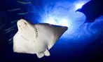 Aquarium of the Bay Ticket Deals & Discounts
