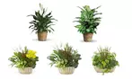 Great Discounts on All Plant Arrangements - No Restrictions!