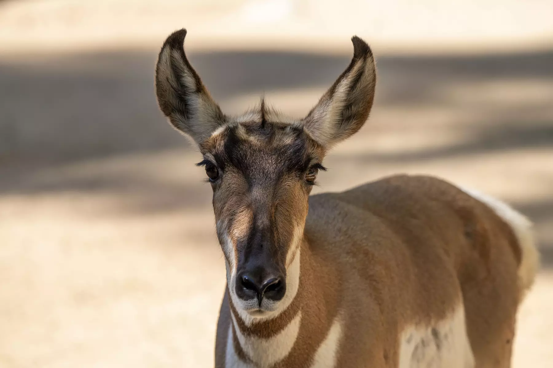 LA Zoo Admission - Explore Incredible Wildlife at the Los Angeles Zoo
