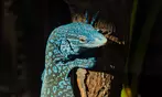 Vive un viaje educativo y salvaje con una entrada a Bioparc Fuengirola