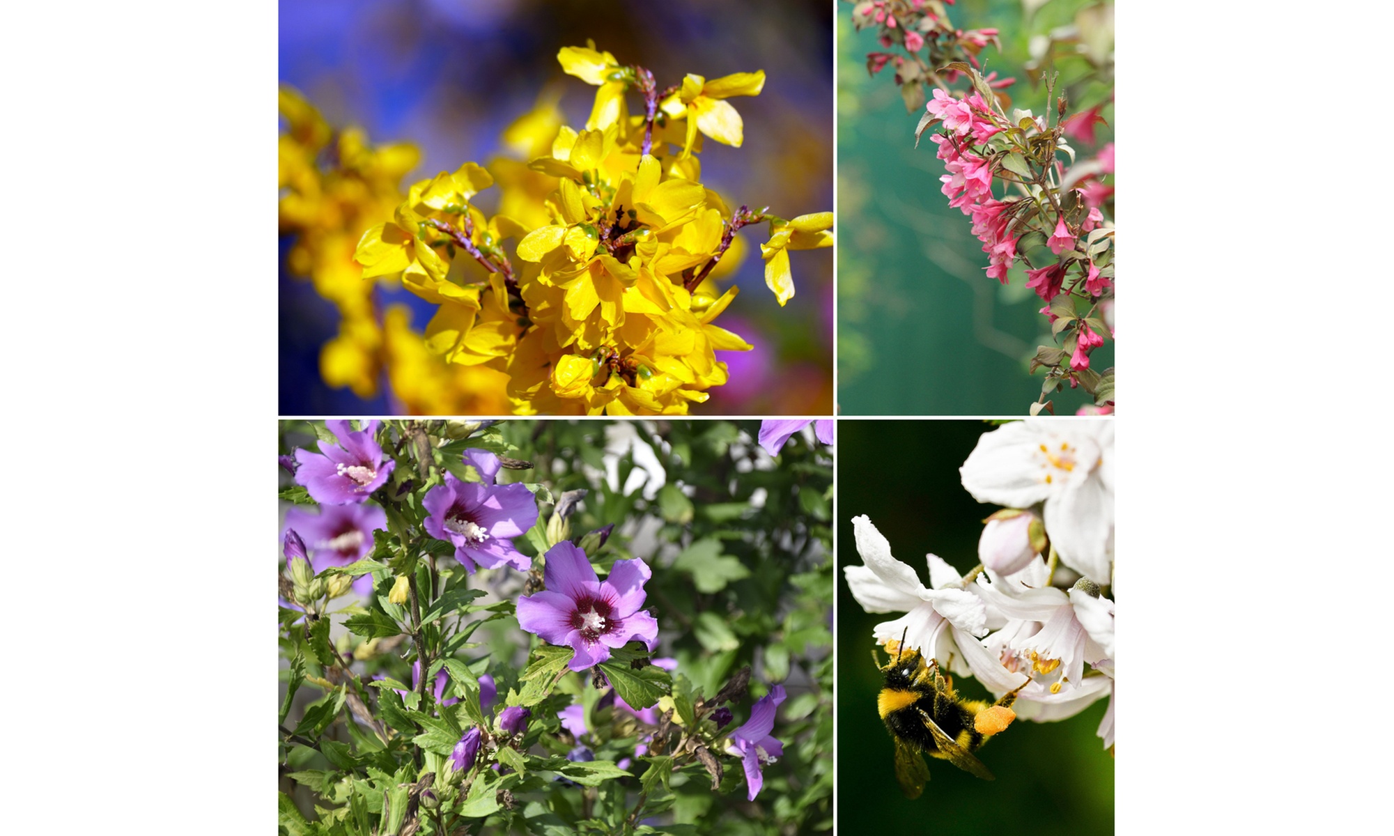 Lot de 4 ou 8 arbustes ornementaux mix XL