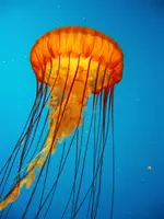 Aquarium of the Pacific Deals – Save Up to 33% on Admission