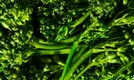 Factor Healthy Meal Delivery Deal with Big Savings!