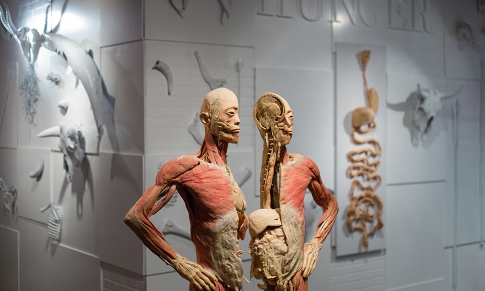 REAL BODIES at Horseshoe Las Vegas – Discover the Human Body Like Never Before