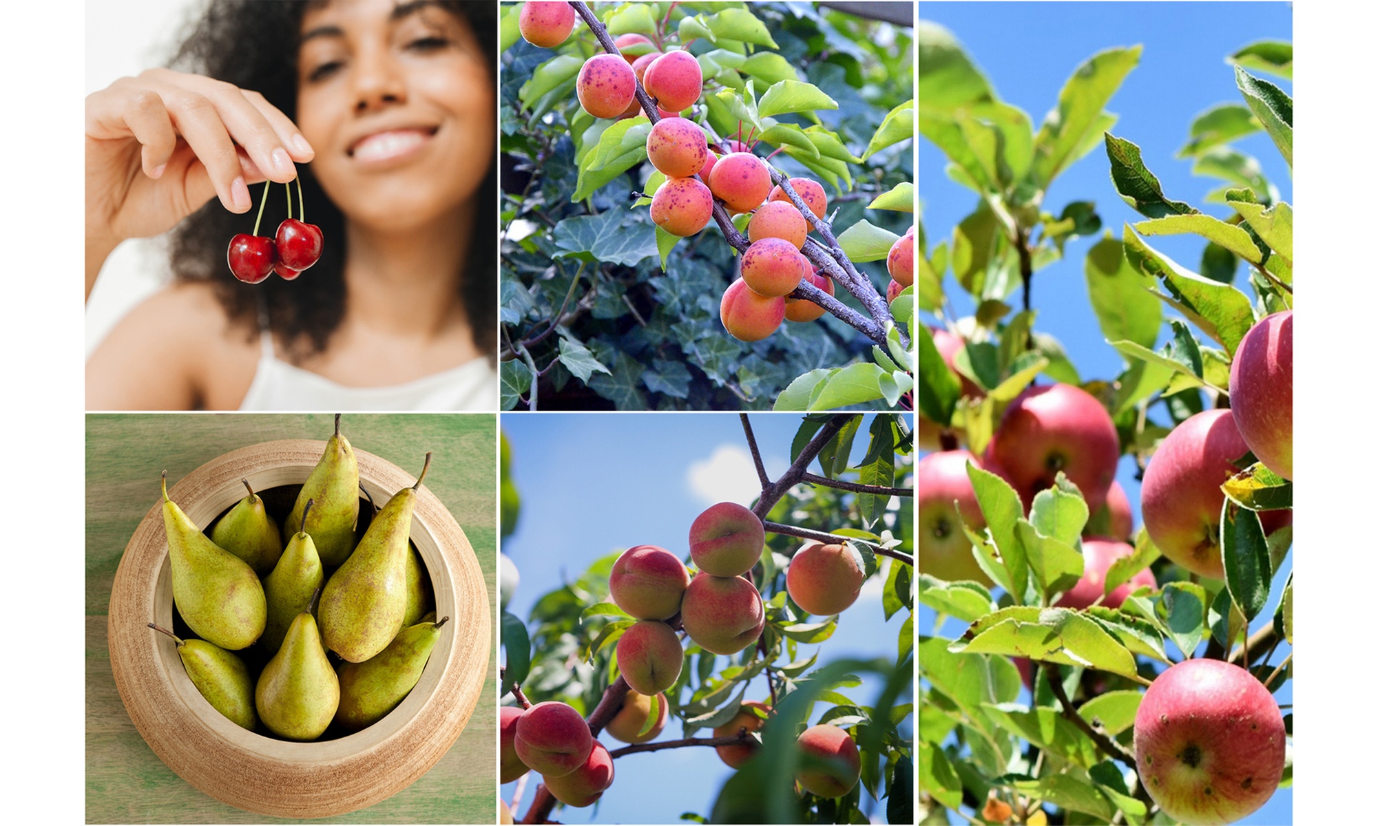 Set di 3 alberi di alberi da frutto