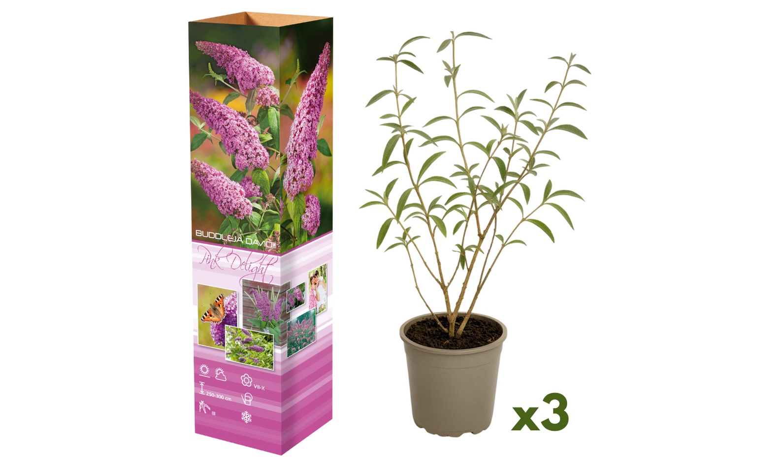 Ensemble de 3 buissons papillon "Buddleja davidii Pink Delight"