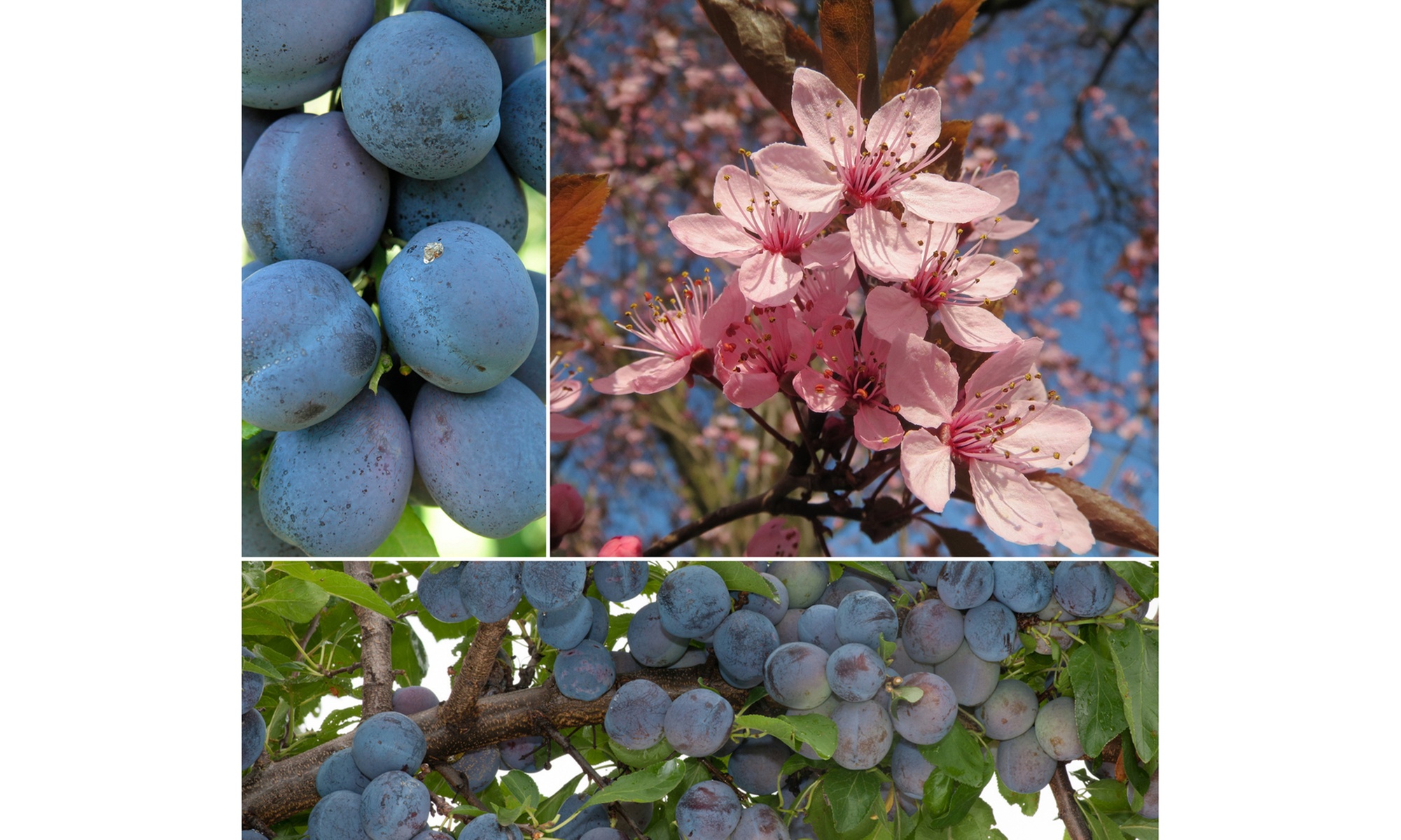 Set di 3 piante di susine Prunus domestica