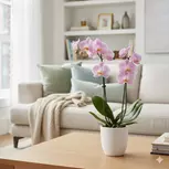 Live Orchid Deal: Elegant Light Pink Orchid with Free Shipping Up to 20% Off