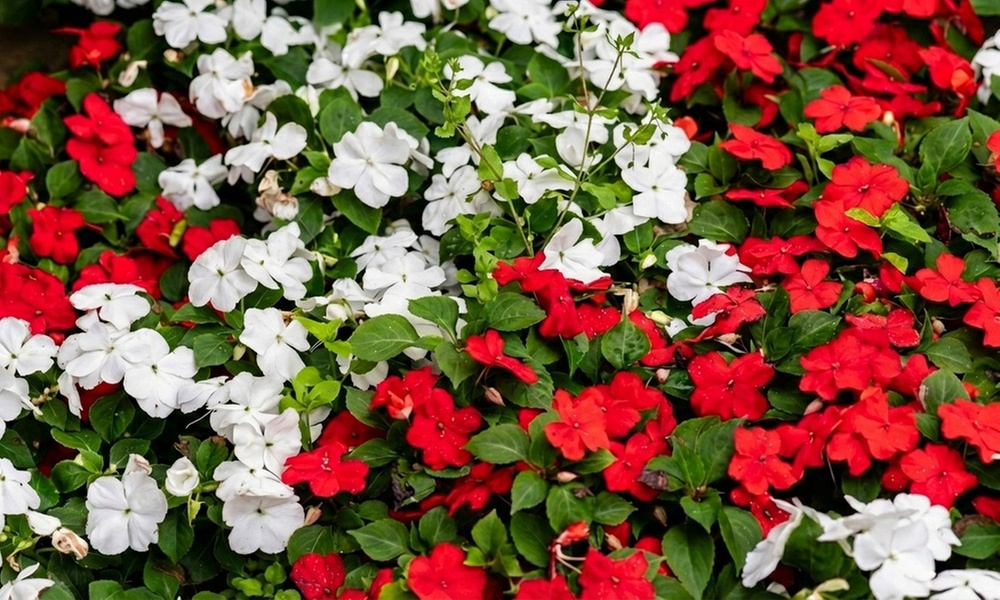 30 or 60 Busy Lizzie Strawberries & Cream Plants