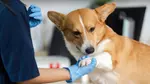 For All Pet Lovers: Online Single Course, 3‑Course or 5‑Course Bundle