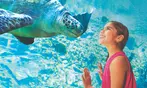 END OF SUMMER SALE! SeaWorld San Antonio Ticket Deals - Up to 57% Off