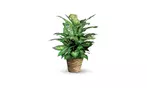 Great Discounts on All Plant Arrangements - No Restrictions!