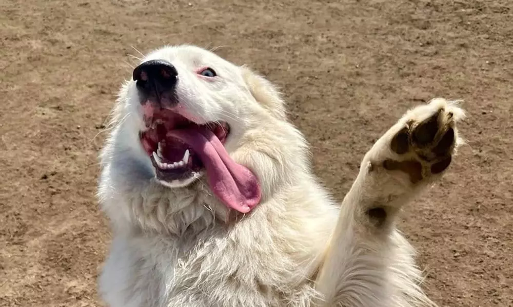 3 or 7-Night Dog Boarding Stay with Playtime & Personalized Care