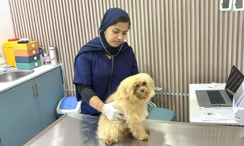 Basic or Full Grooming for Small, Medium, Large or XL Size Dogs/Cats