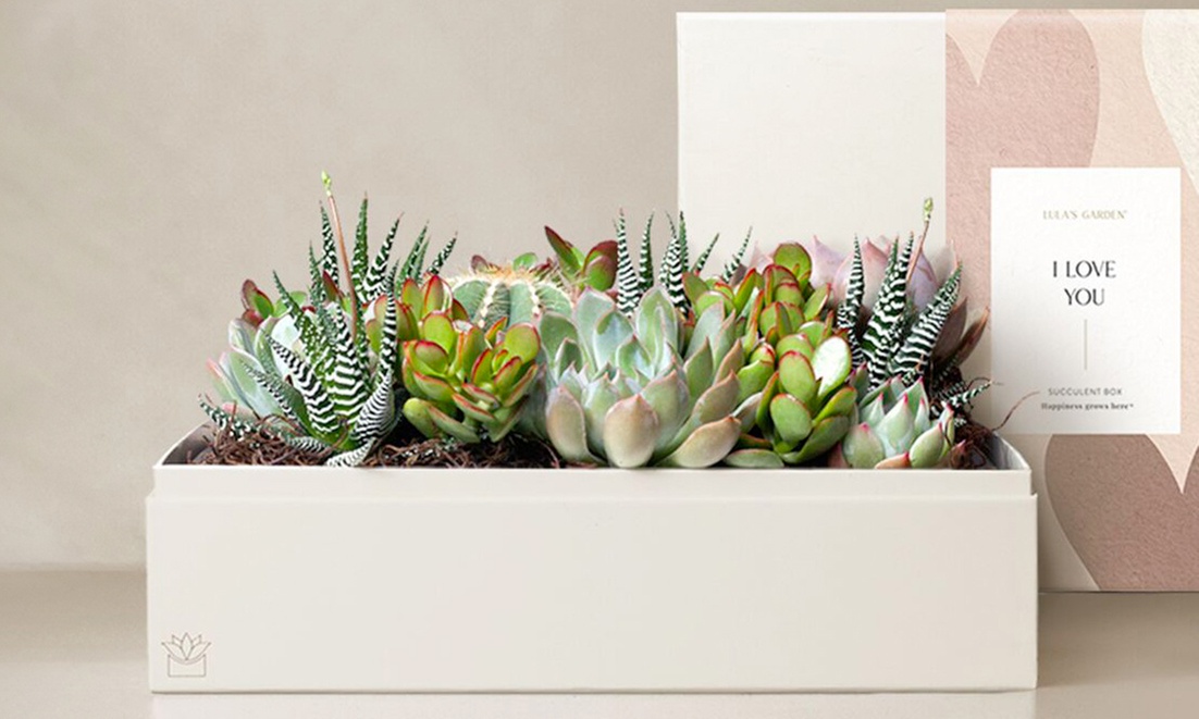 A Love That Grows: Same-Day Delivery on FTD Plant Gifts for Valentine's Day Save Up to 50% Off