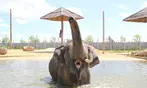 Entrées adulte et enfant au choix au Zoo Refuge La Tanière