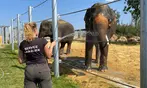 Entrées adulte et enfant au choix au Zoo Refuge La Tanière