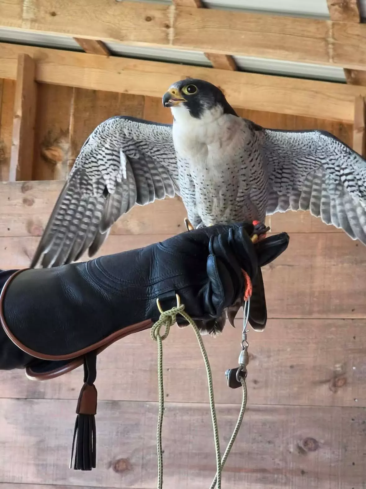 Get Hooked on Hawks: Falconry Fun for 1, 2, or 4 People at Hawkeye.ca