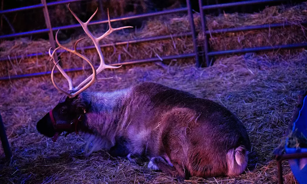 Explore Anytime Admission to Frostival for Ages 4–11 or Ages 12+