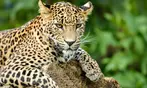 Découvrez plus de 300 animaux au zoo de Maubeuge