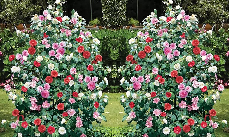 3 o 6 piante di Camelia Japonica