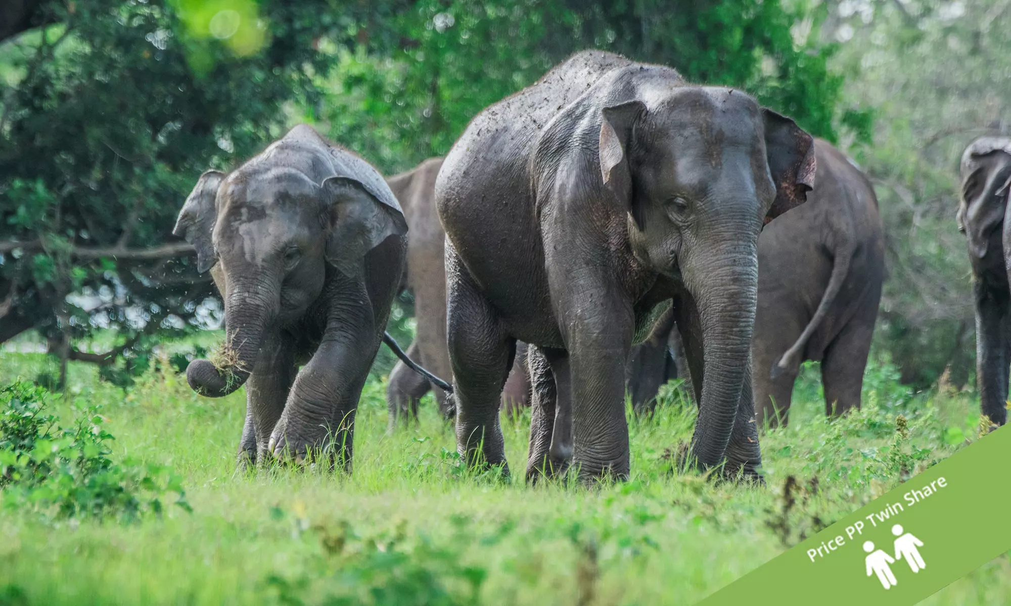 Discover Sri Lanka: 11-Day Private Tour with a Guide, Scenic Transfers