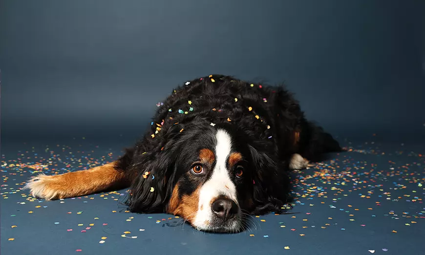 90 Min. Haustier Fotoshooting inkl. 2-5 Bildern + Geschenk