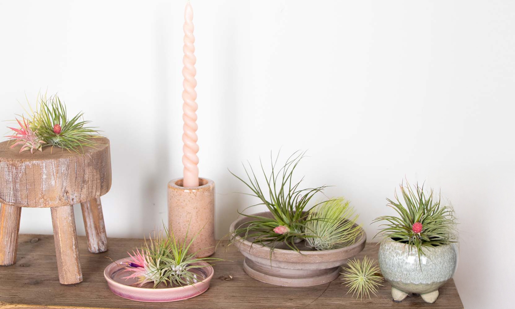 5er- oder 10er-Mix Luftpflanze „Tillandsia“