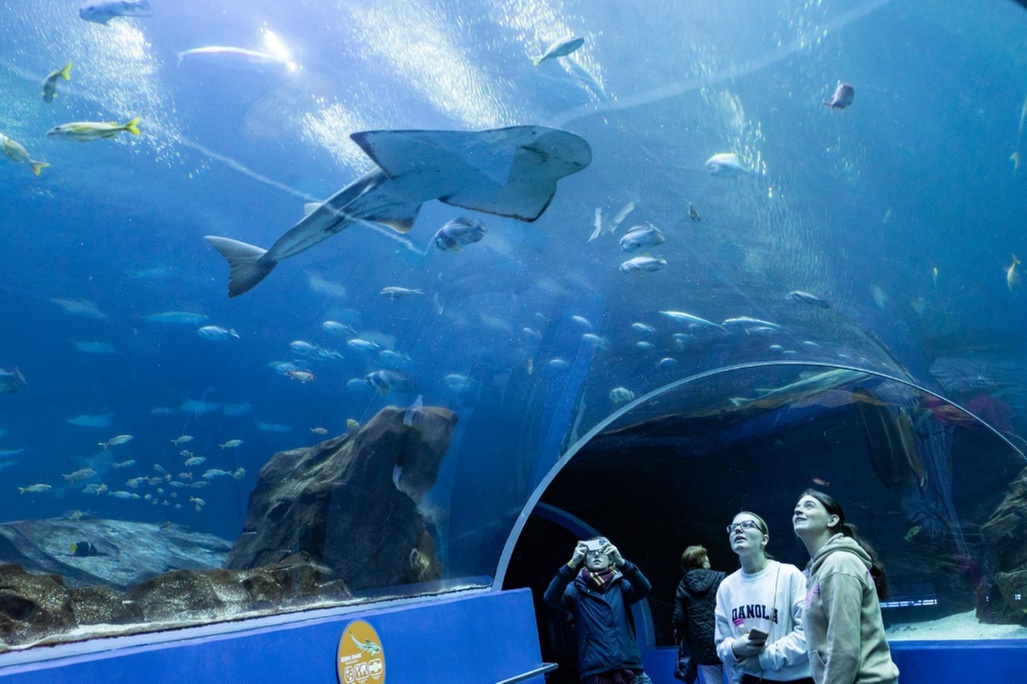 One General-Admission Ticket at Georgia Aquarium