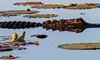 Everglades Airboat Tour Deals & Discounts