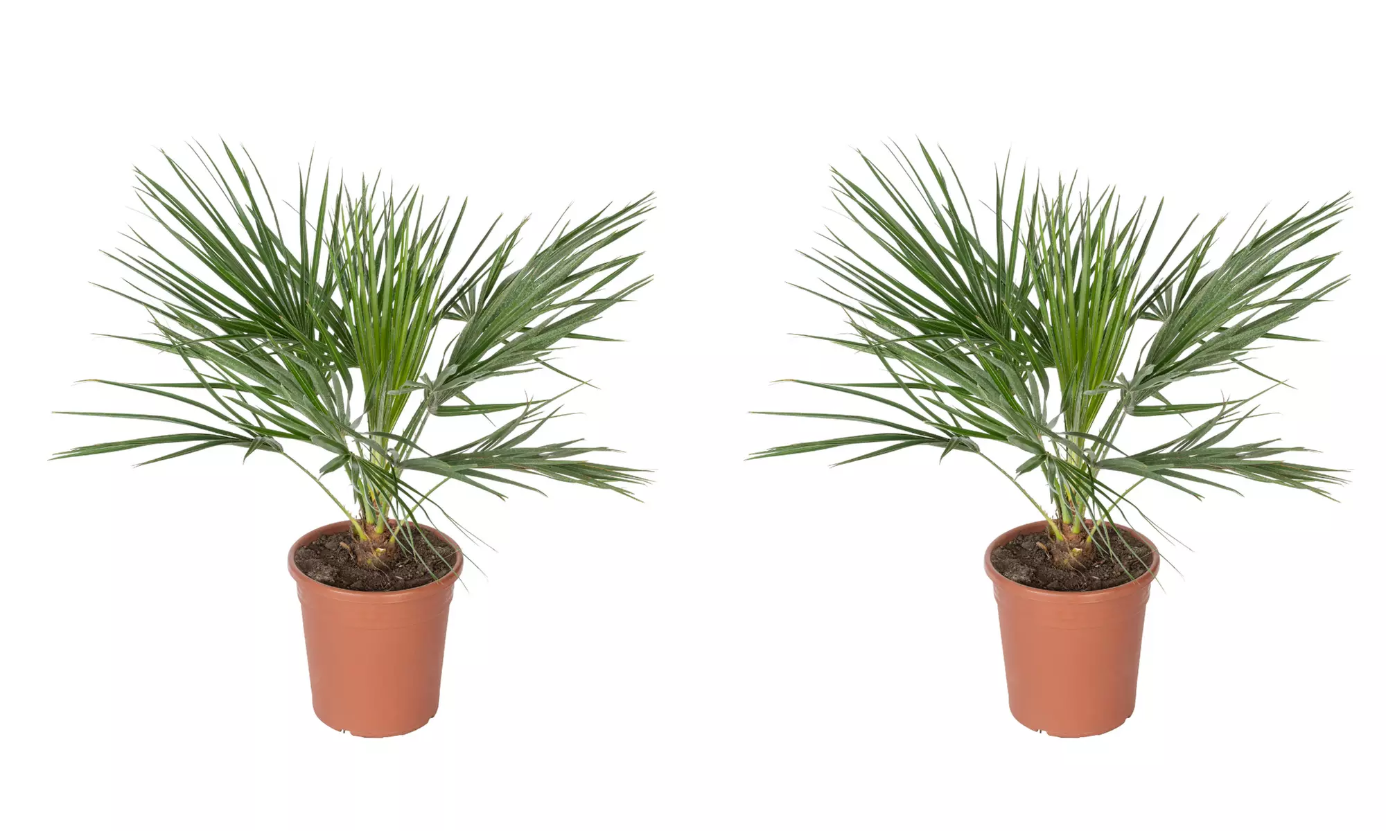 Set van 1 of 2 Europese Dwergpalmen