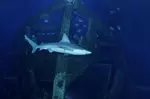 Shark Reef Aquarium and Undersea Explorer VR Experience - Mandalay Bay
