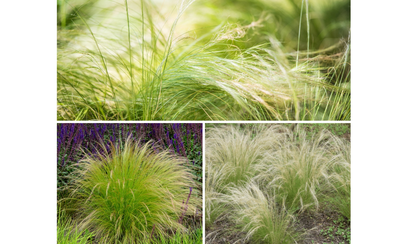 Lot de 4 ou 8 cheveux d'ange ou "Stipa Ponytails"