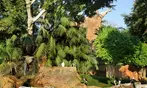 Vive un viaje educativo y salvaje con una entrada a Bioparc Fuengirola