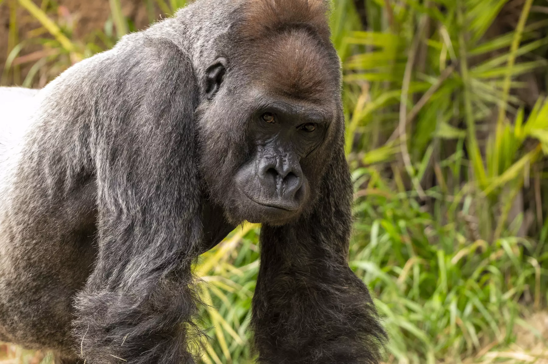 LA Zoo Admission - Explore Incredible Wildlife at the Los Angeles Zoo