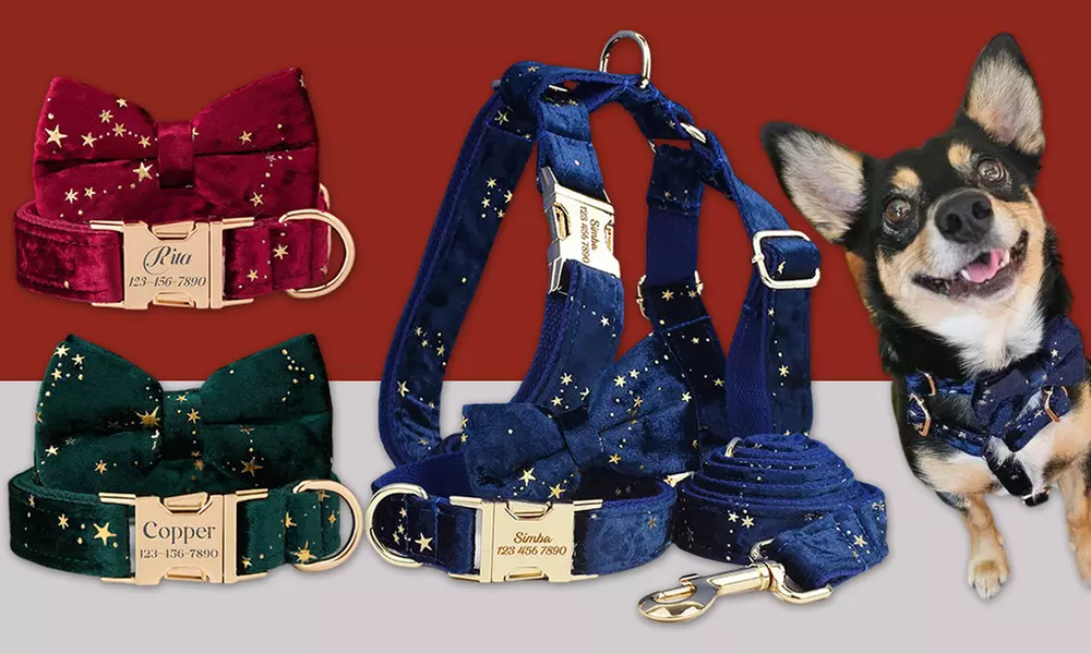 Personalisierbares Haustier-Halsband mit integriertem Namensschild