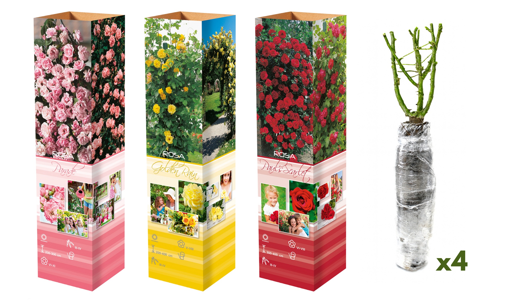 Plants de roses grimpantes