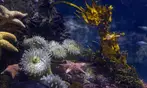 Aquarium of the Pacific Deals – Save Up to 33% on Admission