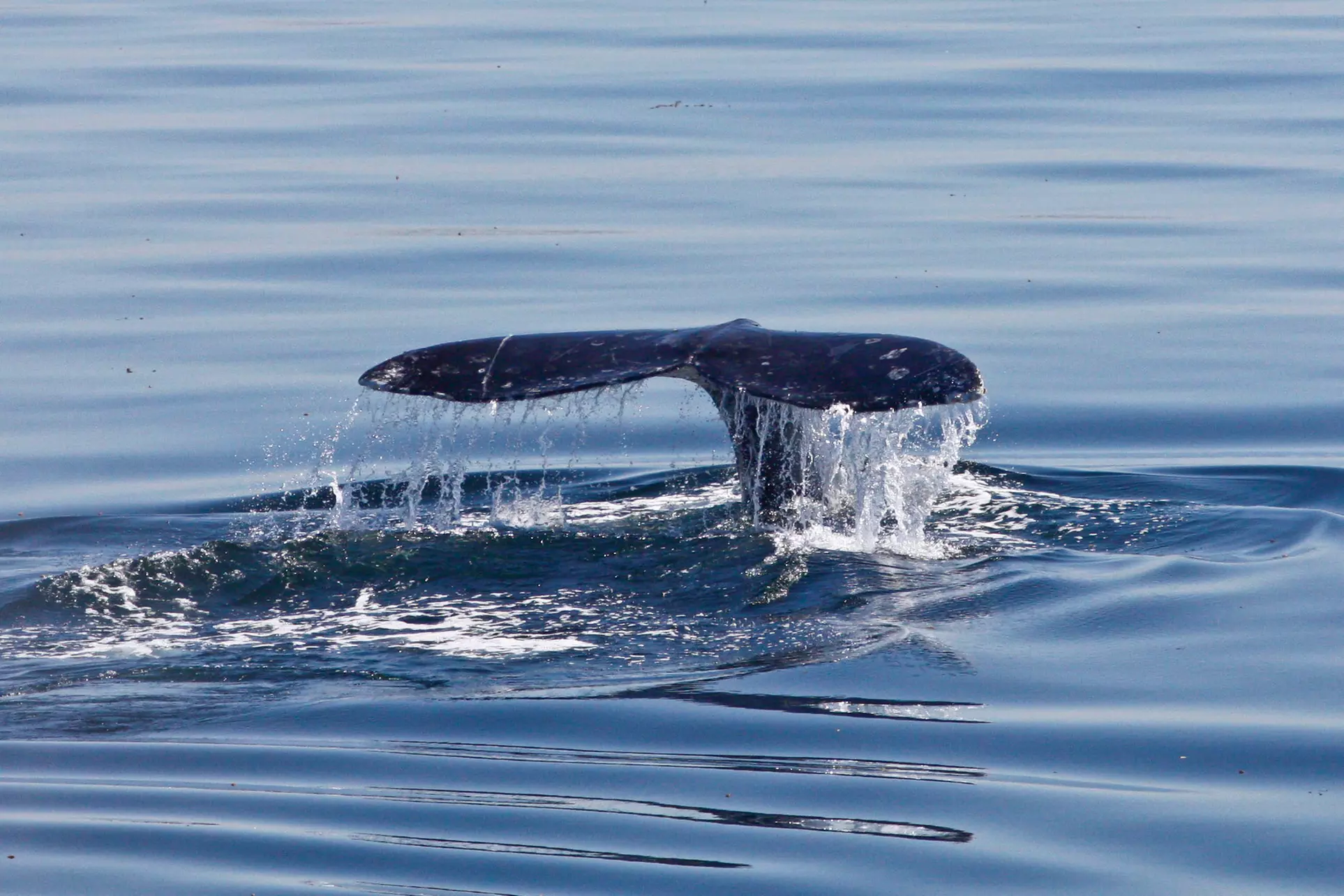 Embark on an Unforgettable Whale Watching Adventure in San Diego on Weekends or Weekdays with Flagship Cruises & Events