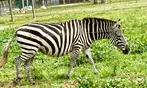 Drive-Thru Safari Deals & Discounts with BBQ Lunch